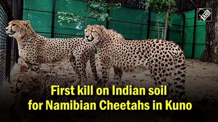 First kill on Indian soil for Namibian Cheetahs in Kuno