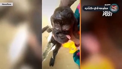سبحان الله, حيوانات ولدت على شكل انسان وتسبح الله امام الاف المسلمين.. معجزة كبيرة جداً !!