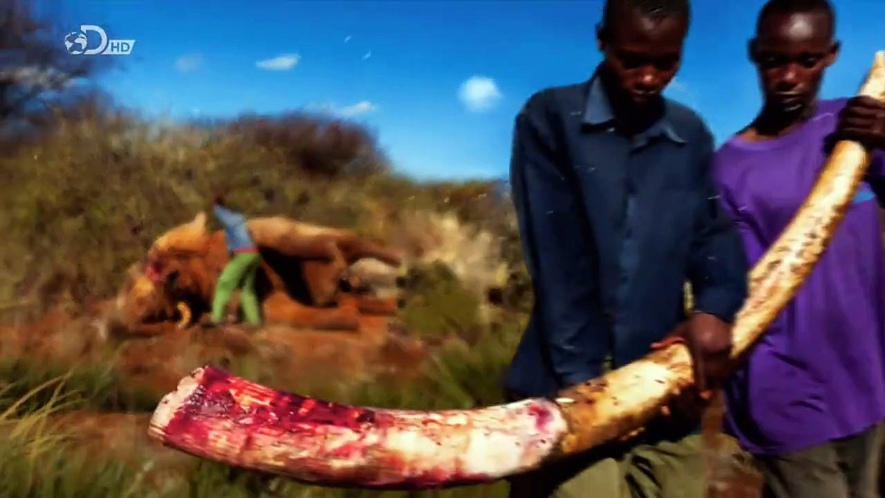 Blutiges Elfenbein - Wilderern auf der Spur Staffel 1 Folge 1 HD Deutsch