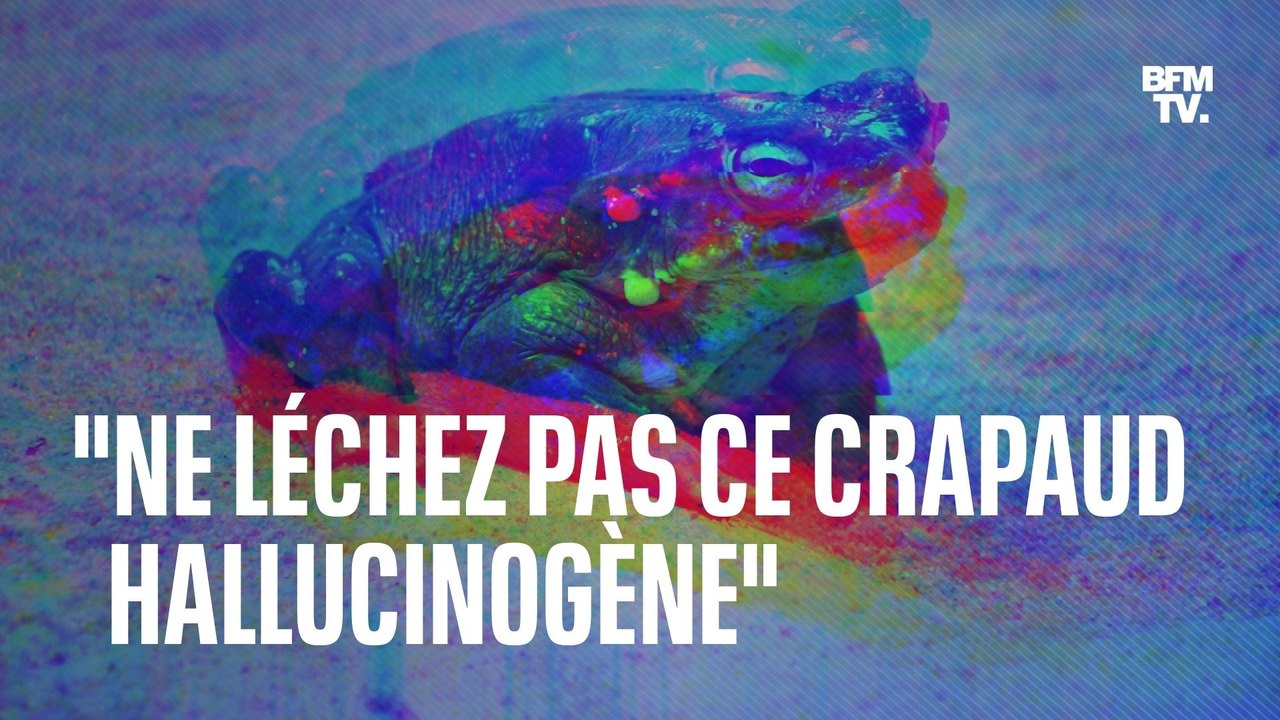 "Ne léchez pas ce crapaud hallucinogène": l'alerte des parcs nationaux américains