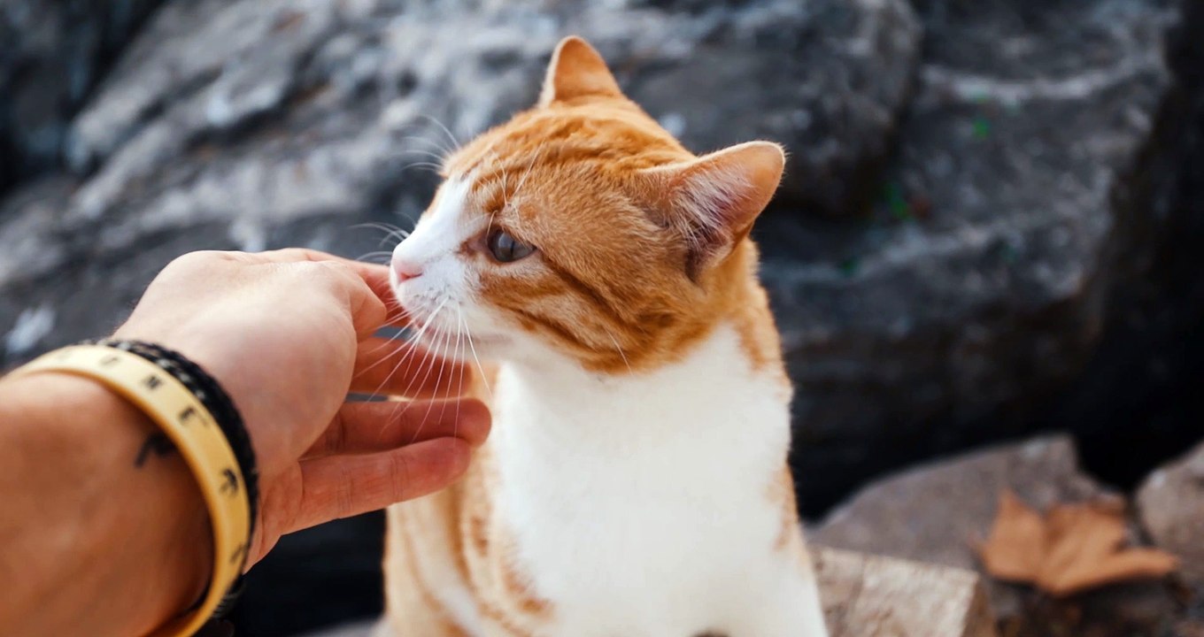 #caat #cat 017