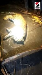 કોડીનાર-ઉના હાઈવે પર દીપડાનું મોત