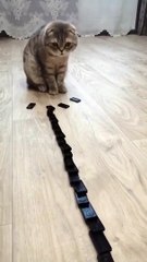 so enjoying funny cat