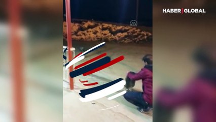 Trabzon esnafı, aç kalan tilkiye kucak açtı