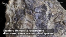The Evolution of Plants Told By These Extremely Old Plant Fossils