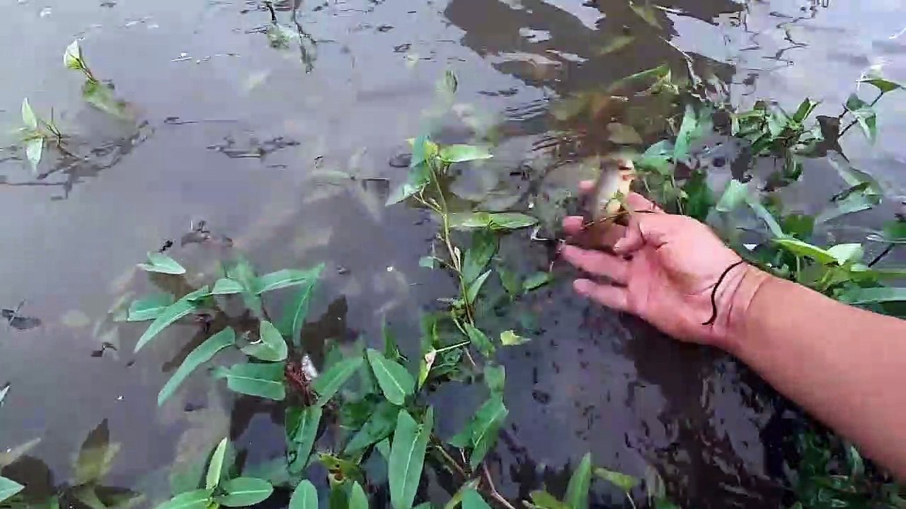 Catching fish in the field