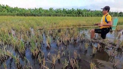 Lao Ầm Ầm Dưới Ruộng Lúa Để Đuổi Kích 2 Con Cá Chép Khổng Lồ   Hunting Giant Fish