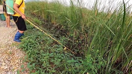 Kích Trúng 5 Con Cá Trê Khủng Mắc Cạn Trong Ruộng Lúa Mới Gặt   Thú Vui 3 Miền TV