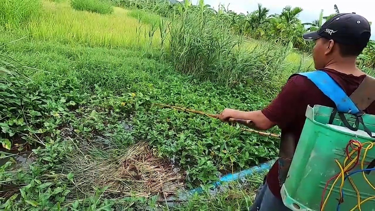 3 Thanh Niên Rủ Nhau Đi Kích Cá Lúc Trời Mưa Bão Bắt Được Rất Nhiều Cá Lóc   Thú Vui 3 Miền TV