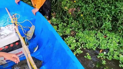 Kích Cá Trên Sông Lớn Trúng Ngay Con Rùa Gai Khổng Lồ   Thú Vui 3 Miền