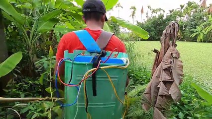 Dùng Máy Kích Cá Chặn Đầu Bắt Đàn Cá Chép Lên Ruộng Đẻ Trứng   Thú Vui 3 Miền