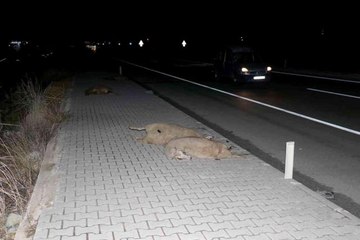 Kamyonet ve otomobilin çarptığı küçükbaş hayvanlar telef oldu
