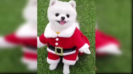Baby Dogs Singing and Dancing Moments