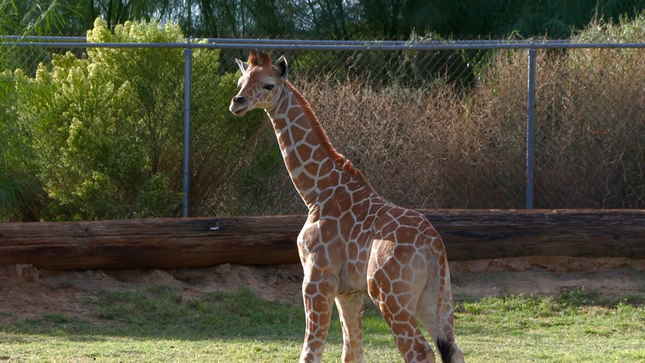 Meet the 3 NEW Baby Giraffes at Wildlife World Zoo, Aquarium & Safari