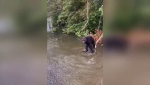 The Moment of Gorillas Playing in Water with Humans on the Riverside, Makes It Stunning