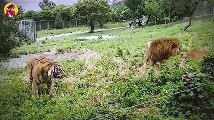 55 Fearless Moments Between Scary And Deadly Cats