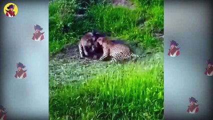 15 Fearless Predators That Mercilessly Attacked Warthogs And Wild Boars