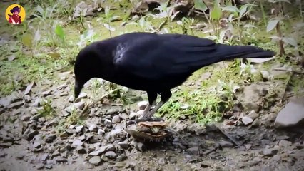 15 Crows Shocking The Animal World When They Crush Their Prey Mercilessly