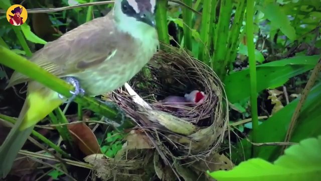 Top 45 Merciless Hunting Moments When Predators Were Pitiless In The Tropical Grasslands