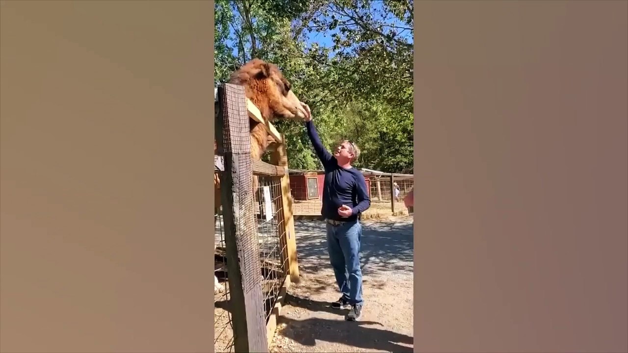 Funny Animal Videos Part 1  - Funniest Cats And Dogs Video