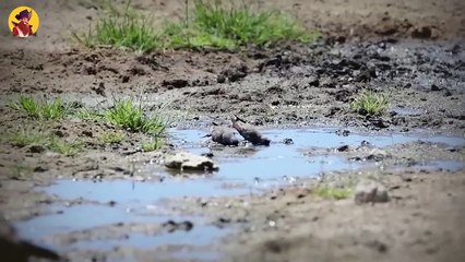 Top 15 Brutal Hunting Moments When Jackals Became Angry