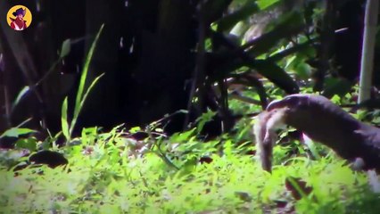 Top 45 Brutal Hunting Moments When Monitor Lizards Were Extremely Angry