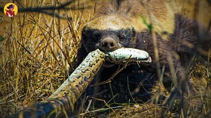 Top 17 Moments When Honey Badgers Show The Competition, Just How Nuts They Are.