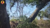 Top 40 Mind-Boggling Moments When Zebras Demonstrate They Have What It Takes To Survive In The Bush