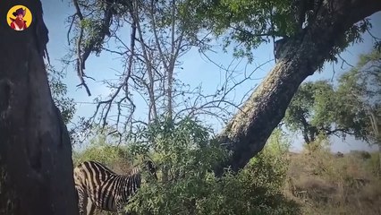 Top 40 Mind-Boggling Moments When Zebras Demonstrate They Have What It Takes To Survive In The Bush