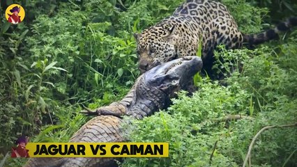 The Most Amazing And Skillful Hunting Moments Of Predators