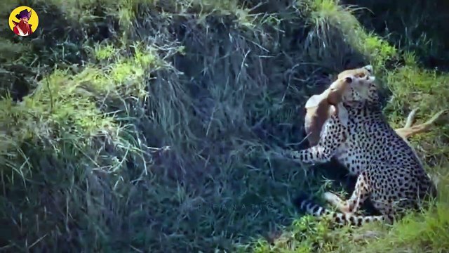 15 Merciless Predators Tragically Killing And Eating Young Animals