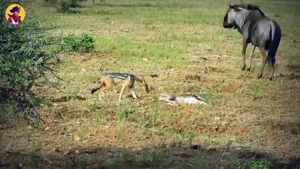 Top 45 Pitiless Moments When Jackals Killed Animals Mercilessly