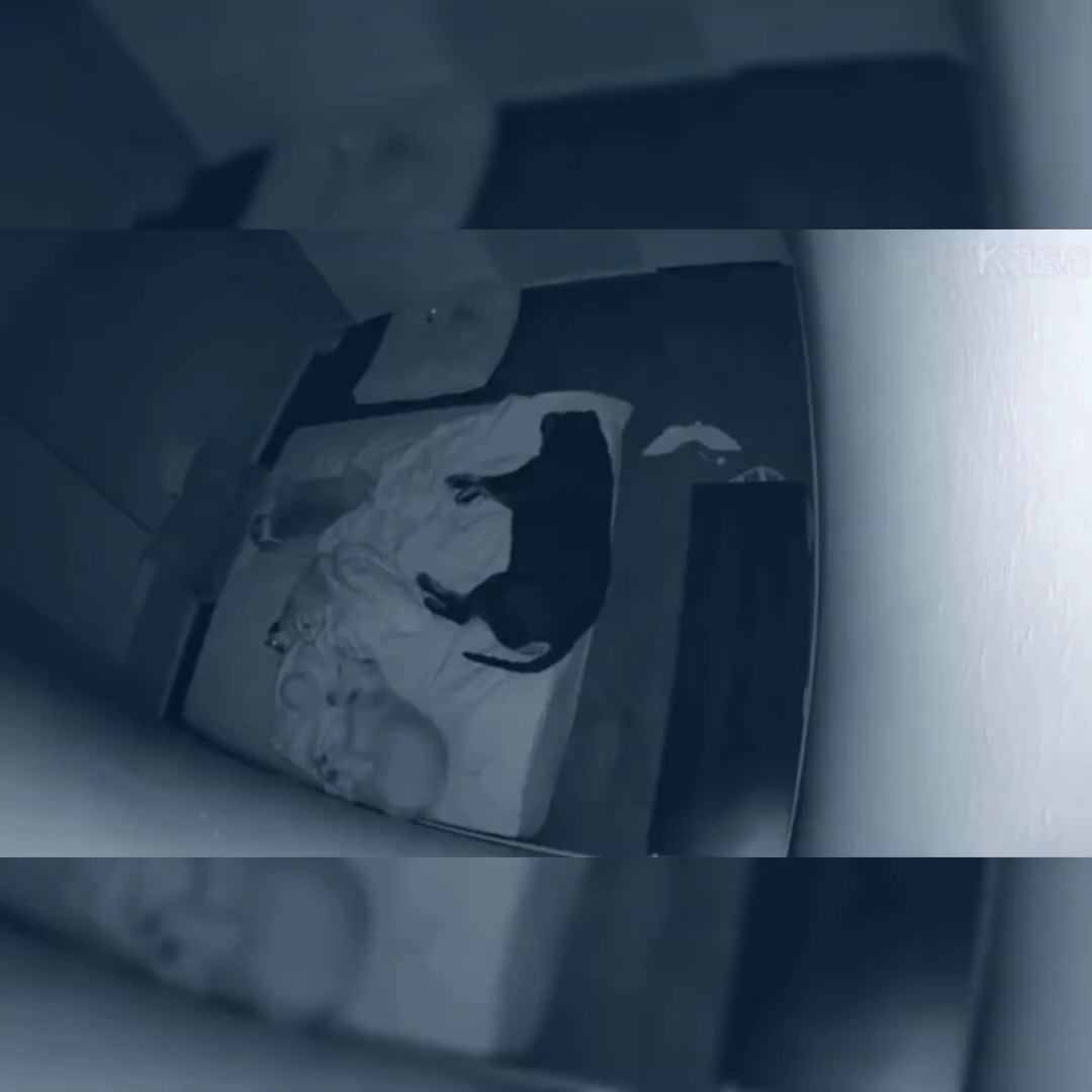 Funniest Animals  - Funny Animal Videos  - Cutest Animals Ever