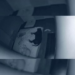 Funniest Animals  - Funny Animal Videos  - Cutest Animals Ever