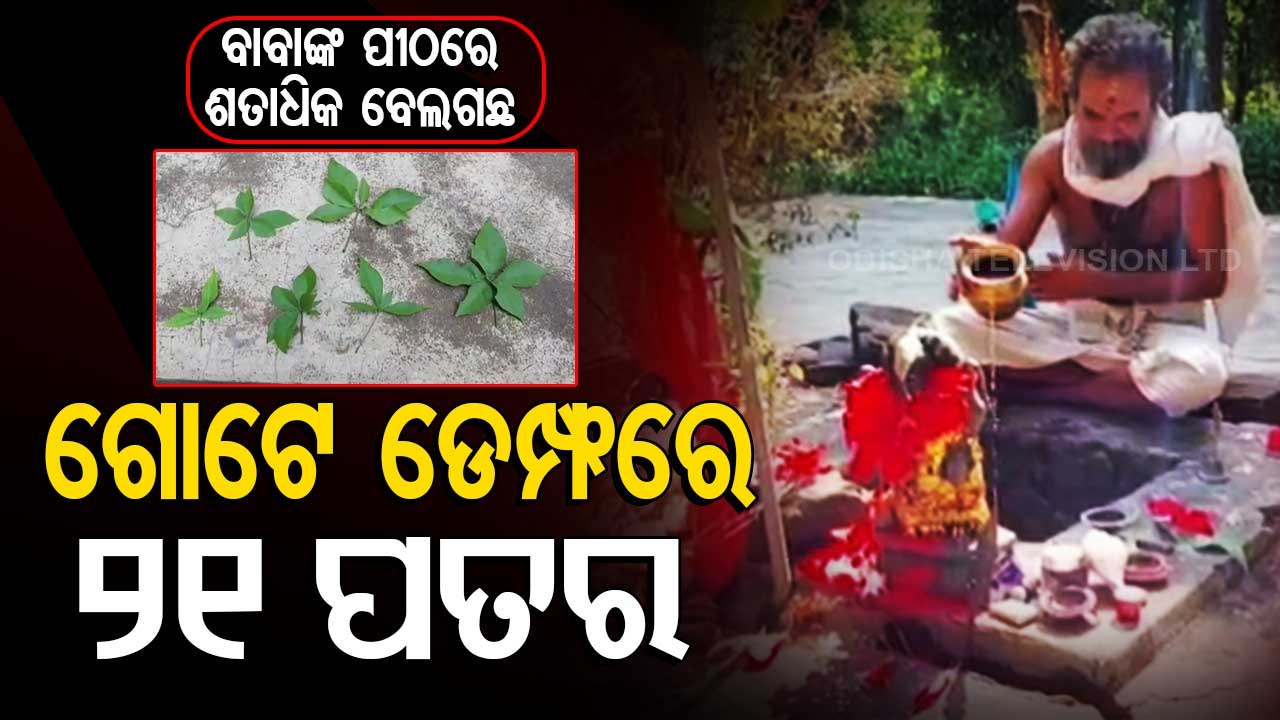 Special Story | Bel trees in this ashram in Cuttack’s Badamba have ...