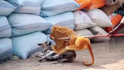 नकली टाइगर प्रैंक डॉग रन फनी एक्शन 2022 सिर्फ हंसने के लिए