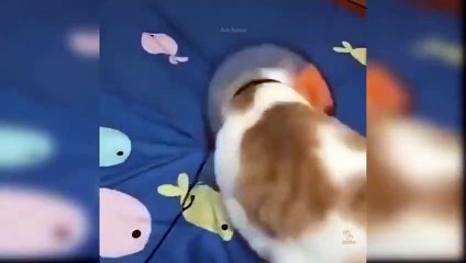Baby_Cats_-_Cute_and_Funny_Cat_Videos_Compilation_%2349___Aww_pets