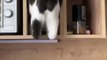 Best Amazing Cute Cats Viral Clips Best funny Cats shorts Video trending animals