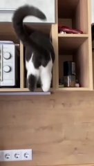 Best Amazing Cute Cats Viral Clips Best funny Cats shorts Video trending animals