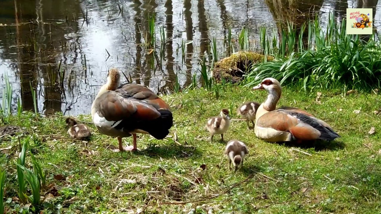 DUCK