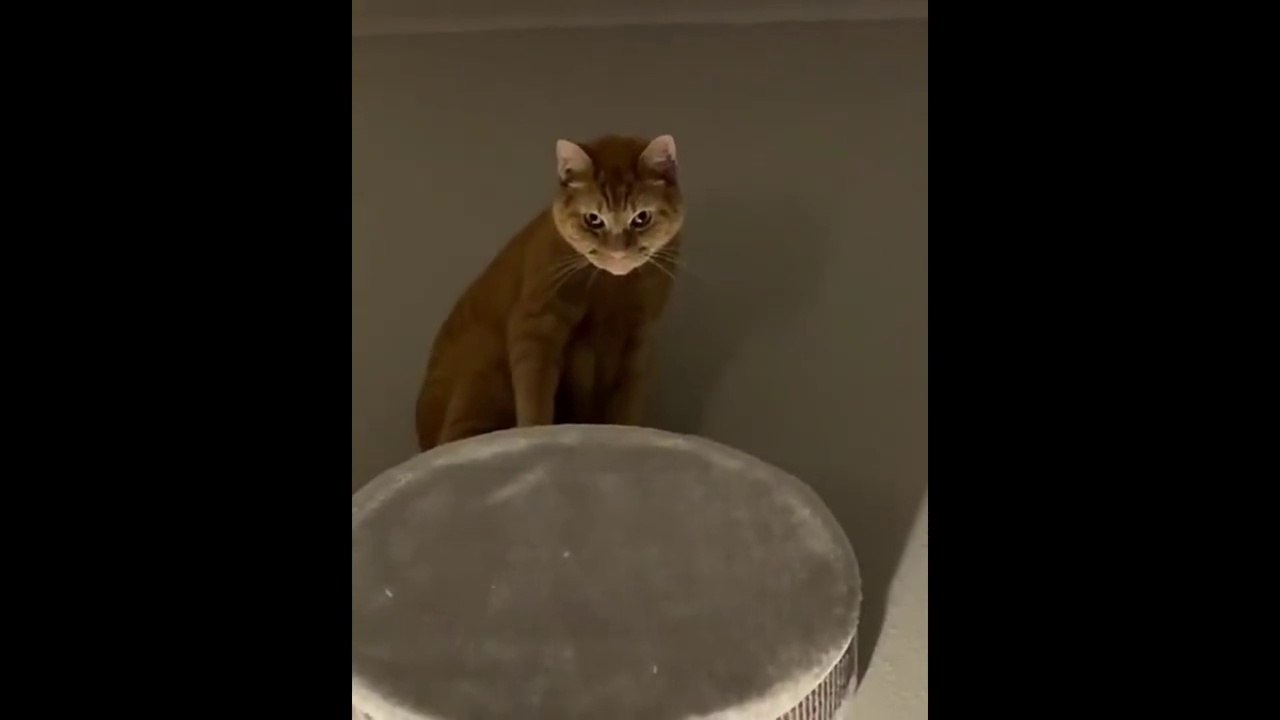 Collection of funny cat videos