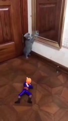 Kumpulan Video Kucing Lucu !! Ngakak