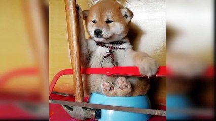 Baby Dogs  Cute and Funny Dog Videos