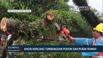 Angin Kencang Tumbangkan Pohon dan Rusak Rumah