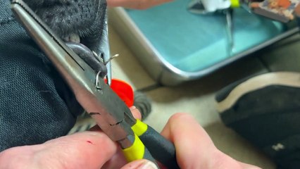 Vet Removes Fishing Hook Stuck in German Shepherd Puppy's Lip