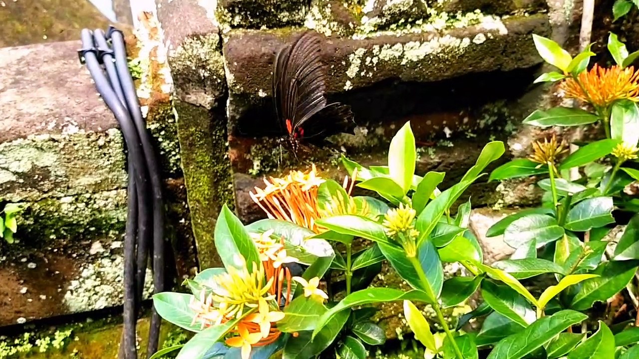 beautiful butterfly