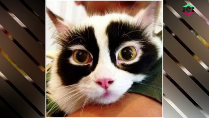 35 Strange Looking Cats That Are Truly Fascinating to Look At