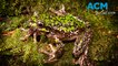 What kind of frog is that? The new app helping Aussies and scientists learn more about local amphibians