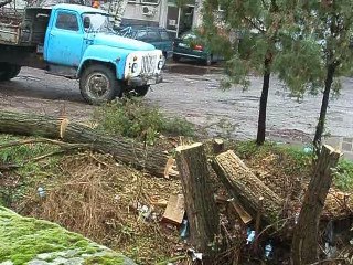Рязане на акации около Гърбавия мост