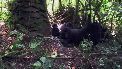 An amazing story about a bear who, along with soldiers, fought in the second world war